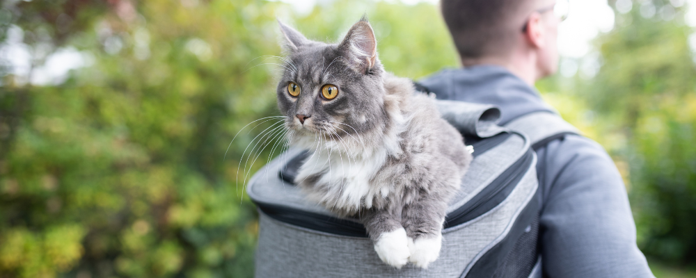 Voyager avec son animal - Chat sac à dos