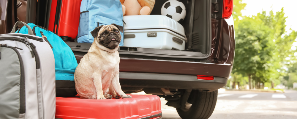 Voyager avec son animal - Chien valises