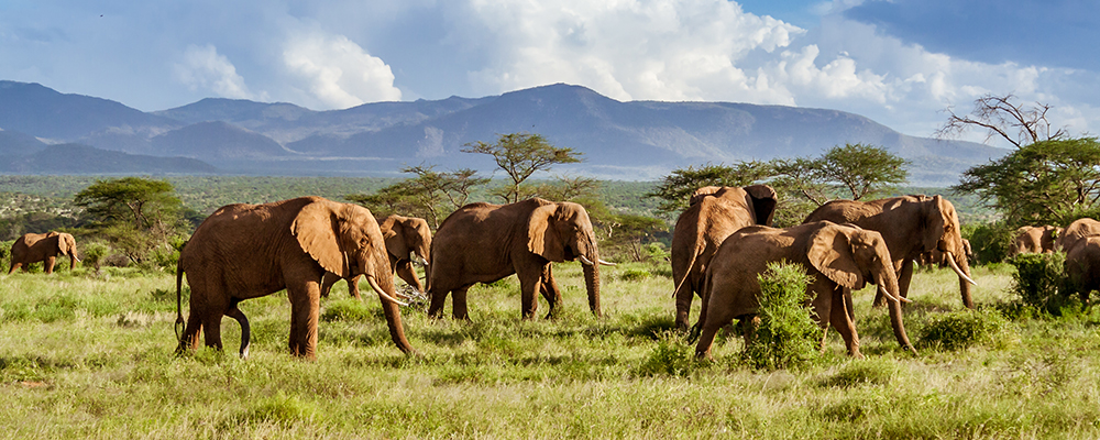 Où faire un safari en Afrique? Meilleurs pays, budget, saison